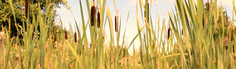 Bulrushes swaying in the wind