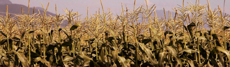 Cornfield