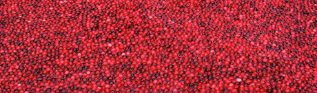 Cranberries floating in a bog at harvest